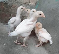 Heera aseel chicks