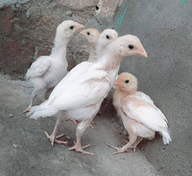 Heera aseel chicks 0