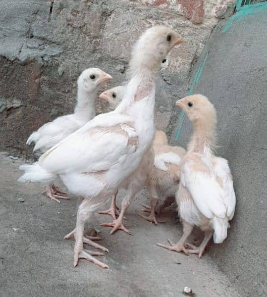 Heera aseel chicks 2