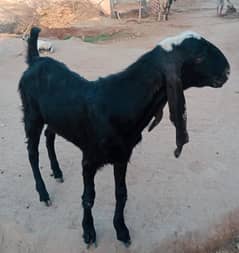 Bakra for sale