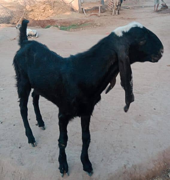 Bakra for sale 0