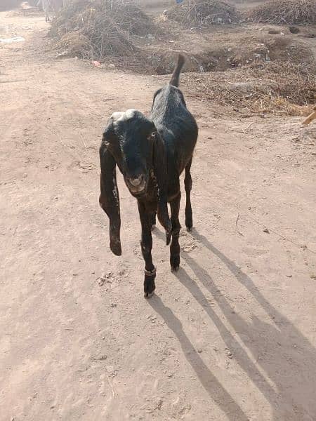 Bakra for sale 1