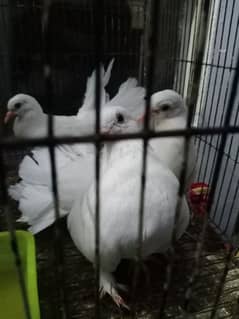 Lakkay Pigeons Available