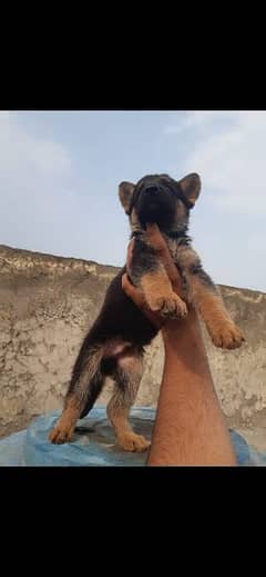 German Shepherd puppy|  daball Coat puppies | Dog For Sale | GSD 0