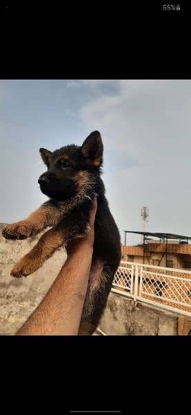 German Shepherd puppy|  daball Coat puppies | Dog For Sale | GSD 2