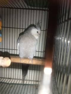 Coctail Parrot For sale