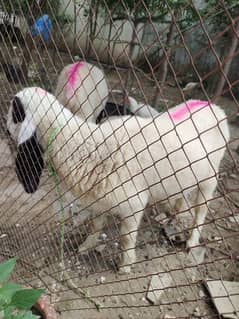 beautiful pair of white & black combo dumba