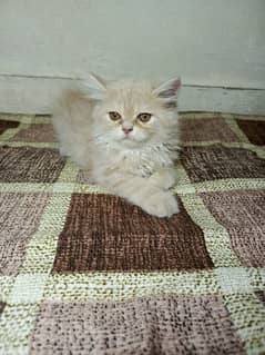 Persian Semi Punch Face Male Kitten