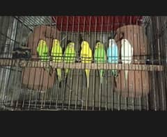 Australian parrat Pair For sale