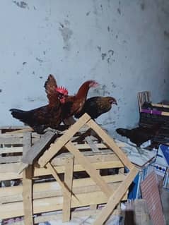 dasi hens for sale