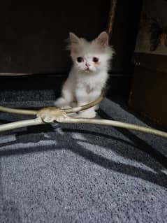 double cot Persian male