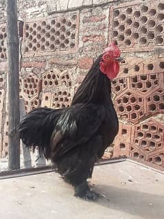 bantam male health and active fast contact me