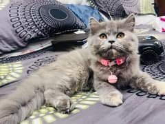 Female Cat persian