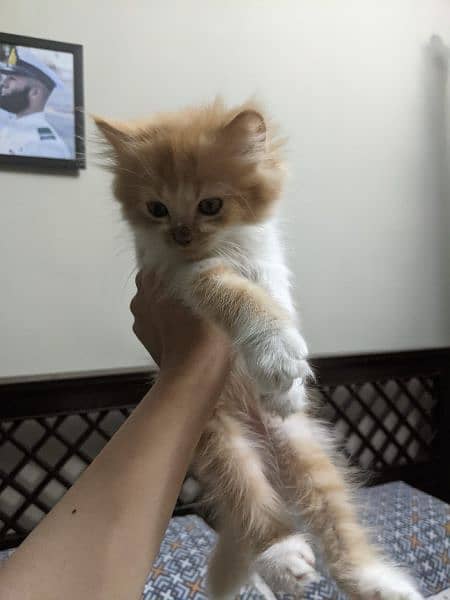 Tripple Coated Persian Kittens For Sale 2