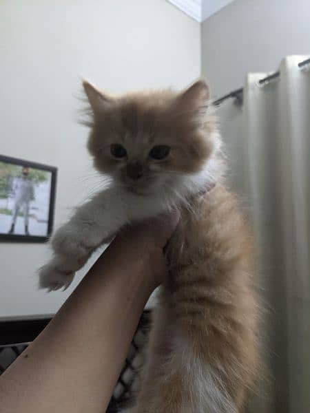 Tripple Coated Persian Kittens For Sale 3