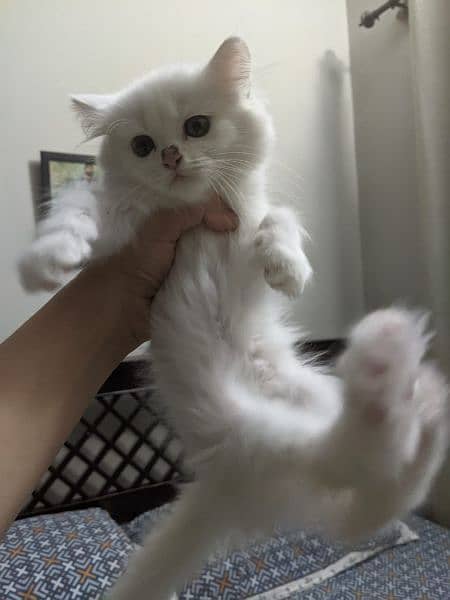 Tripple Coated Persian Kittens For Sale 6