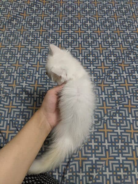 Tripple Coated Persian Kittens For Sale 9