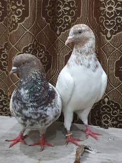 pigeon pair