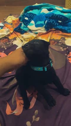 Urgent Sale, Black German Shepherd Puppy