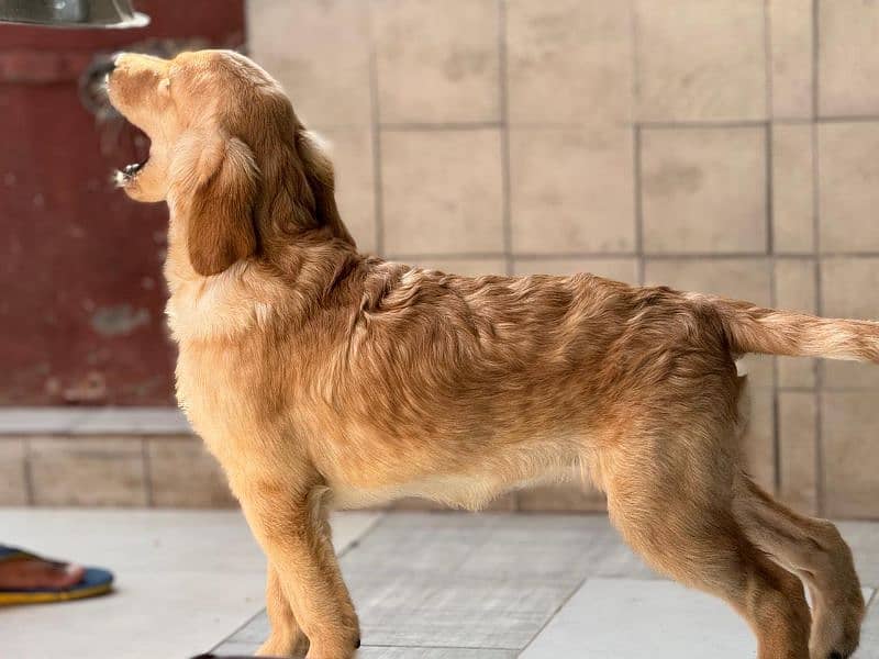 golden retriever puppies 1