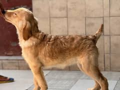 golden retriever puppies