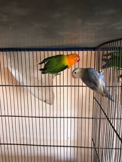 love birds healthy pairs