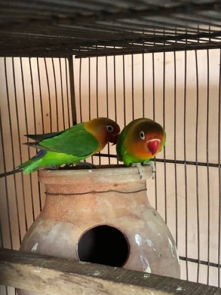 love birds healthy pairs 3