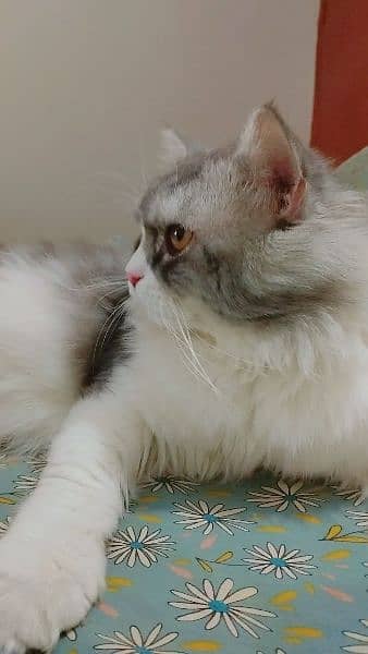 Persian Cat Pure Persian Breed 0