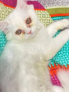 persian cat