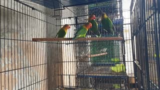 Love Birds Green Fisher Breeders 0