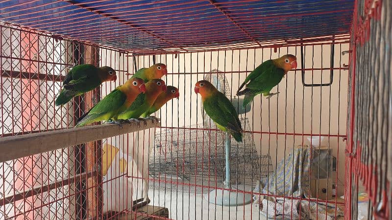 Love Birds Green Fisher Breeders 1