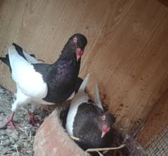 Danish black Pigeons 0