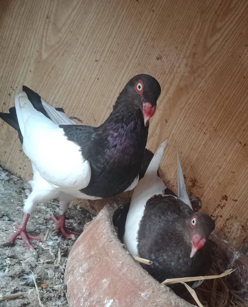 Danish black Pigeons 2