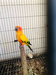 Sunconure breeder male with DNA.