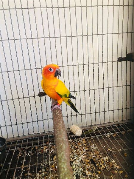 Sunconure breeder male with DNA. 1