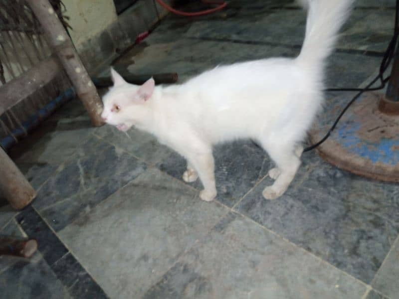 persian cat for sale 5