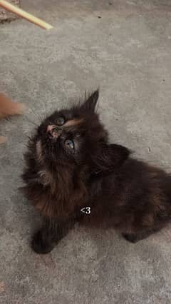 Persian kitten