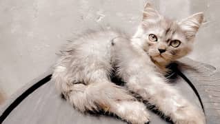 Persian kitten for sale serious person contact me