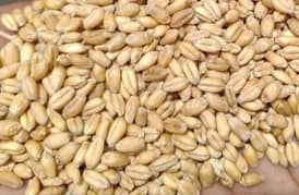 Gandum/Wheat fresh Dilkash