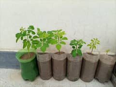 Moringa tree plant