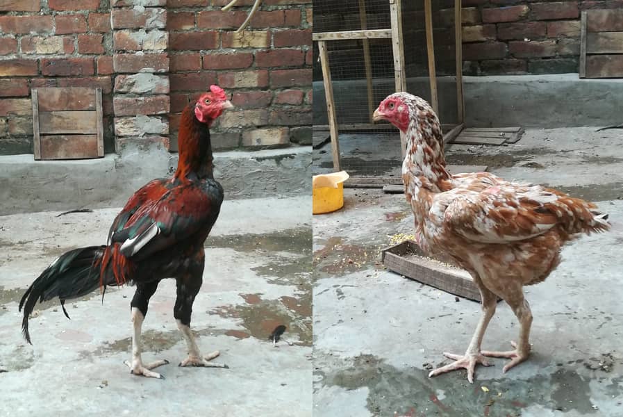 Aseel Pair for Sale | Whatsapp 03224242389 1