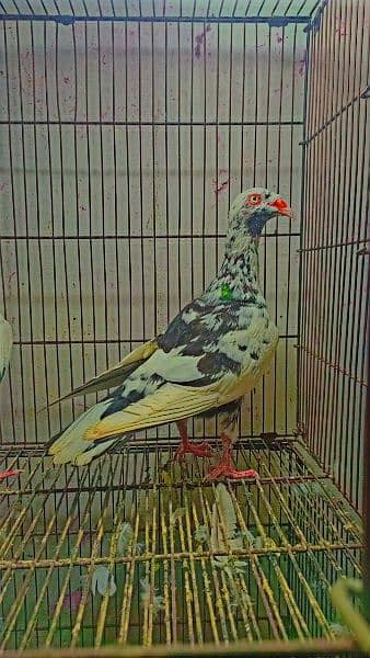 fancy pigeons available 8