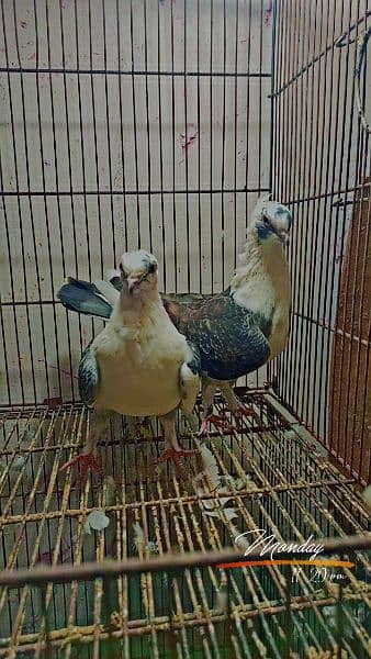 fancy pigeons available 11