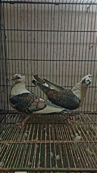 fancy pigeons available 12