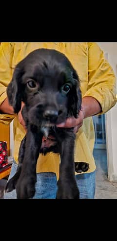 springer spaniel 7 weeks female black british