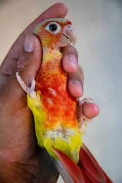 Yellowsided and pineapple extreme red conure pair and extra males