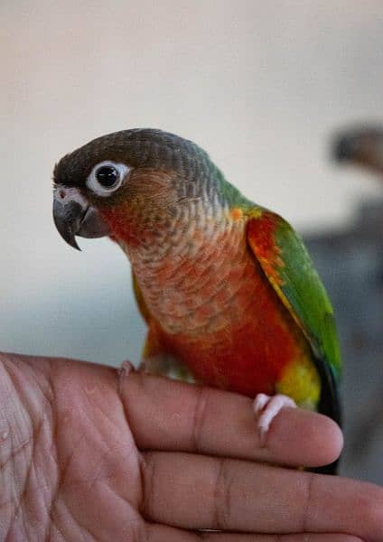 Yellowsided and pineapple extreme red conure pair and extra males 1