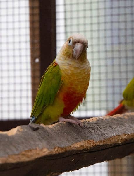 Yellowsided and pineapple extreme red conure pair and extra males 2