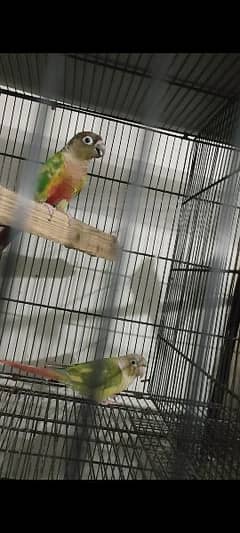 2 conure pairs breeder 1 paid pair