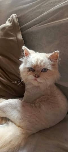 Persian kitten for sale